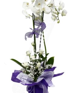 İkili Beyaz Orkide Beyaz Gül C-OR130