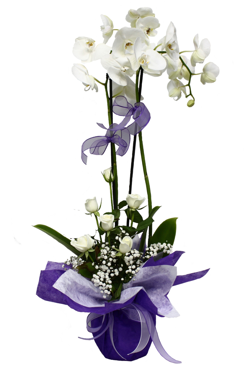 İkili Beyaz Orkide Beyaz Gül C-OR130 - Görsel 2