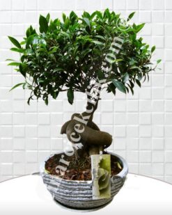 Beyaz Saksı Ficus Bonsai