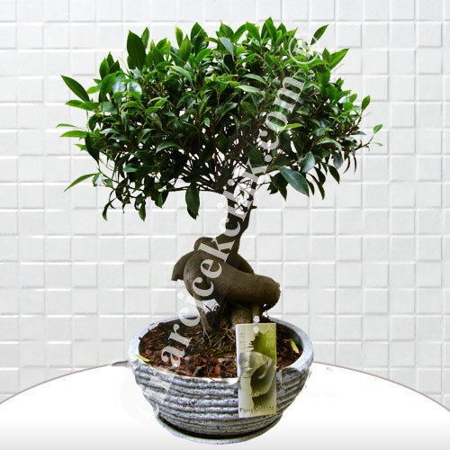 Beyaz Saksı Ficus Bonsai