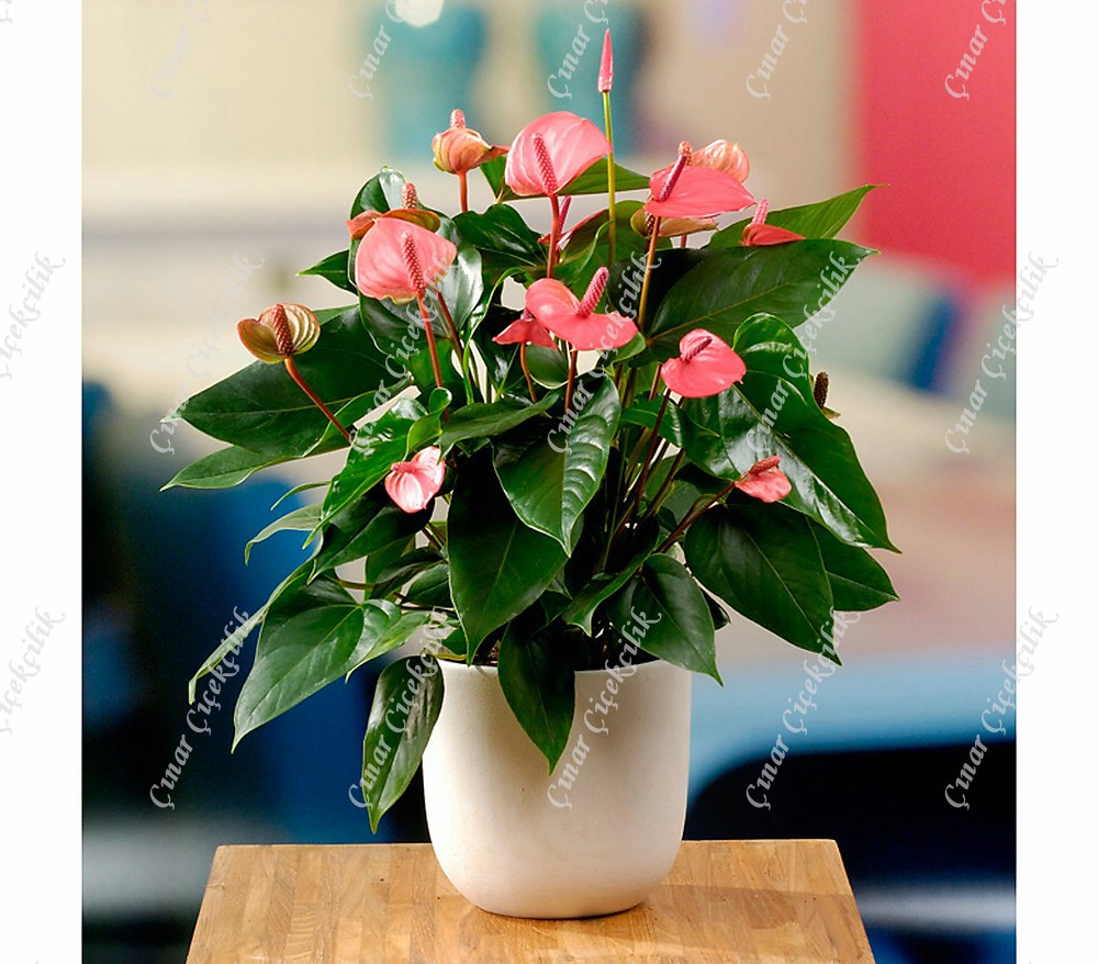 Büyük Antorium Pembe Şampiyon C-SAK119