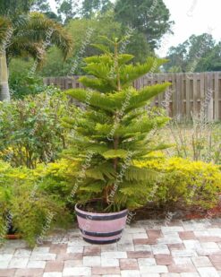 Araucaria Salon Camı Büyük Boy C-SAK189