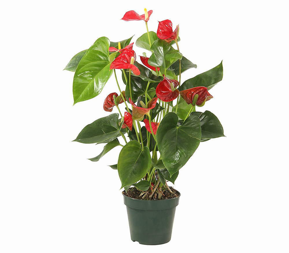 Büyük Kırmızı Antorium C-SAK121 - Görsel 2