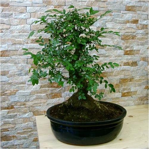 Büyük Zelkova Bonsai - Görsel 2