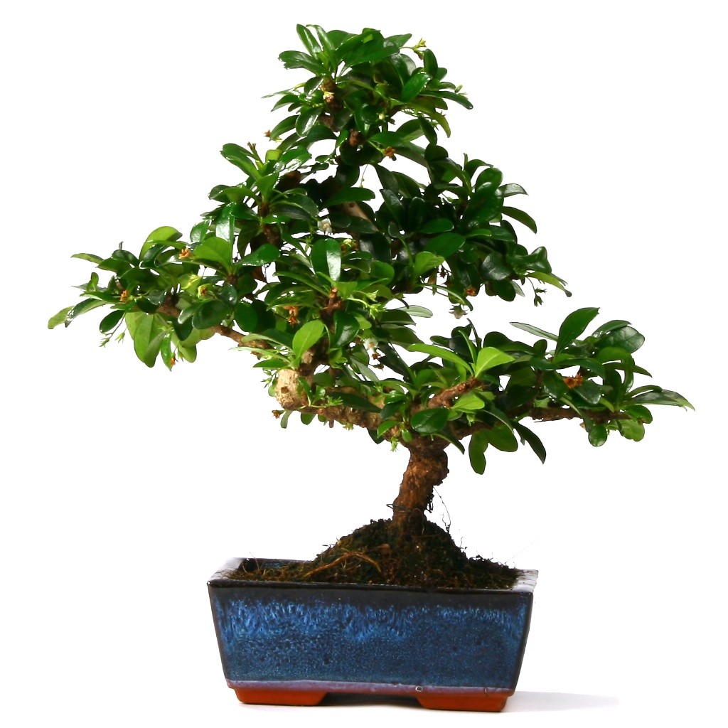 Bonsai Cormana Ağaç (Orta Boy) - Görsel 2