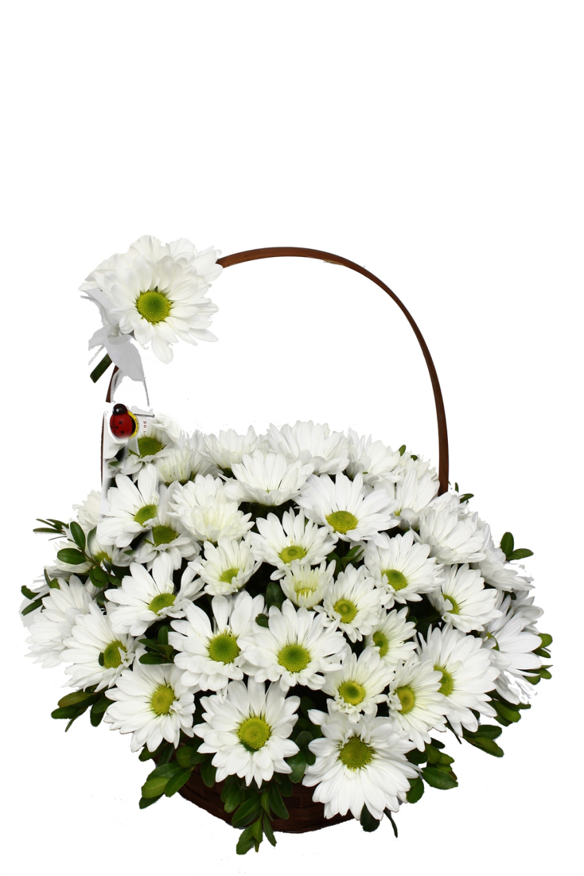 Saklı Düşler Papatya C-AR149 - Görsel 2