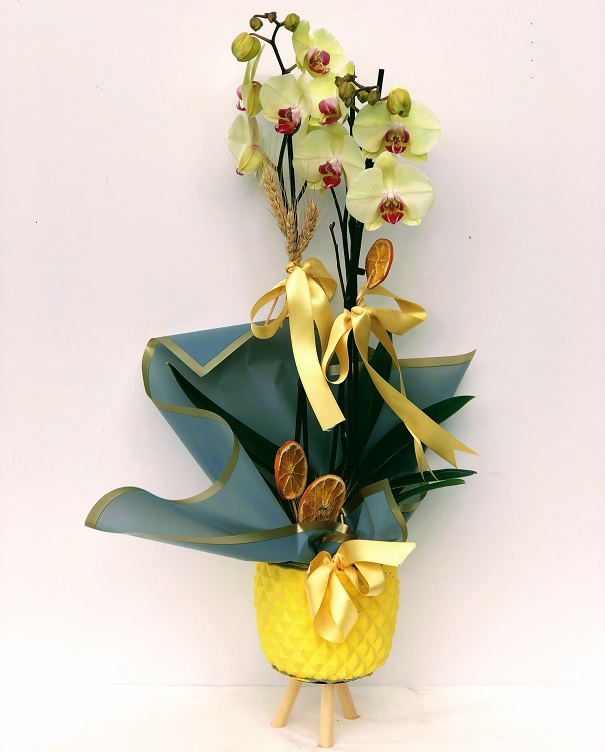 Marble Yellow Dream İkili Orkide - Görsel 2