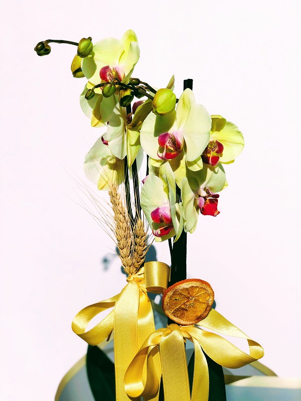 Marble Yellow Dream İkili Orkide - Görsel 3