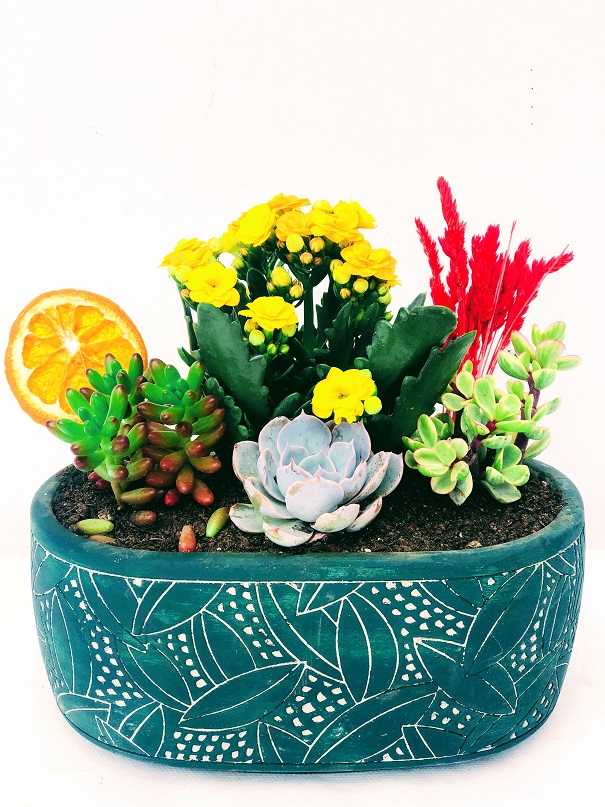 Premiere Dekoratif Sukullent