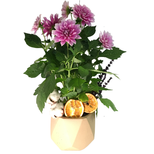 Yıldız C-SAK105 - Görsel 3