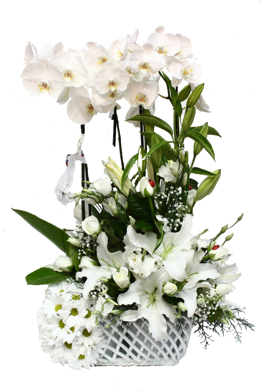 Dört Köklü Beyaz Orkide C-OR133 - Görsel 2