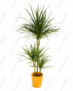 3'lü Dracaena Margin Saksı Çiçeği C-SAK173