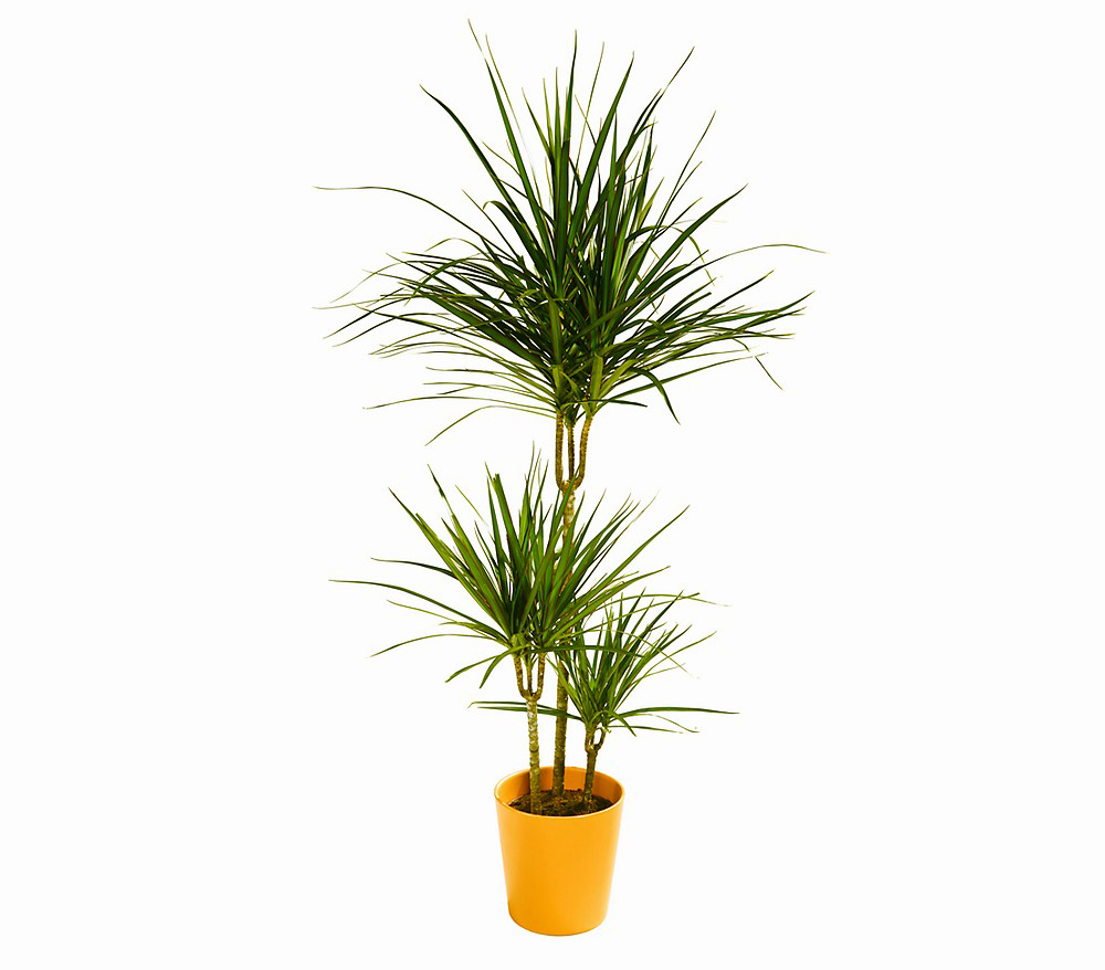 3'lü Dracaena Margin Saksı Çiçeği C-SAK173 - Görsel 2