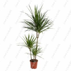 Dracaena Marginata 3'lü Saksı Çiçeği C-SAK179