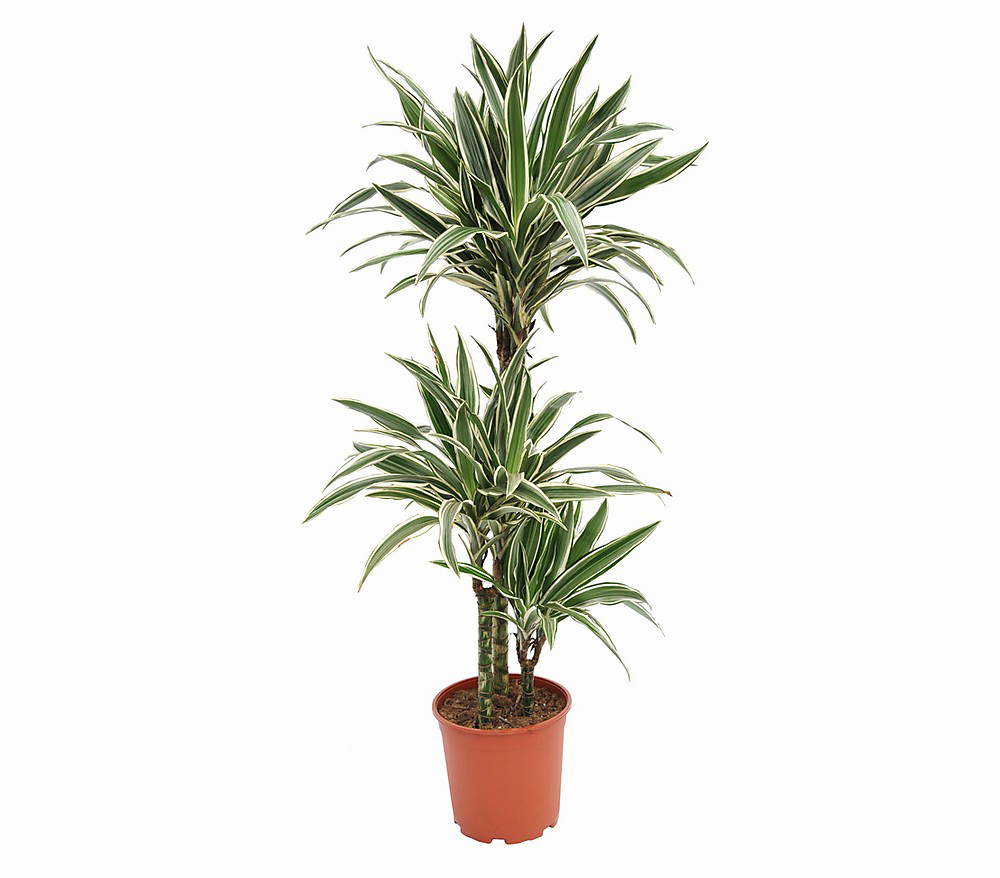 3'lu Drachenbaum Beyaz Saksı Çiçeği C-SAK180 - Görsel 2