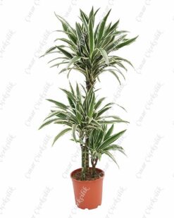 3'lu Drachenbaum Beyaz Saksı Çiçeği C-SAK180