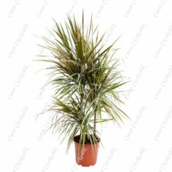 Drachenbaum Bicolor 3lu Saksı Çiçeği C-SAK181