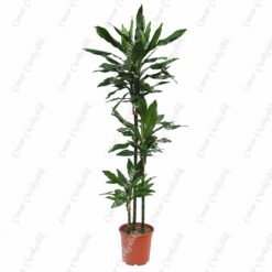 Drachenbaum Janet 3lu Saksı Çiçeği C-SAK182