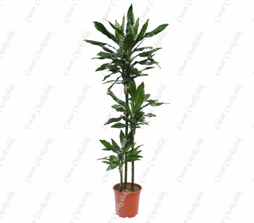 Drachenbaum Janet 3lu Saksı Çiçeği C-SAK182