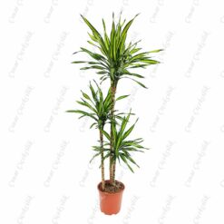 Drachenbaum Drac 3lu Saksı Çiçeği C-SAK185
