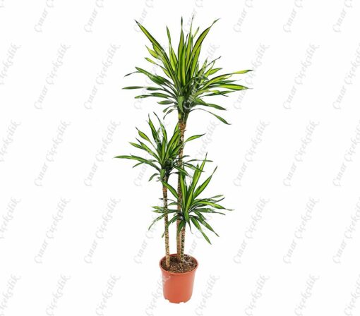 Drachenbaum Drac 3lu Saksı Çiçeği C-SAK185