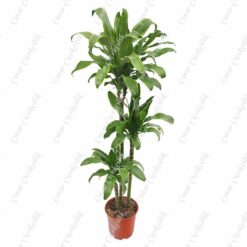 Drachenbaum Santa Rosa Saksı Çiçeği C-SAK170