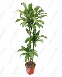 Drachenbaum Santa Rosa Saksı Çiçeği C-SAK170