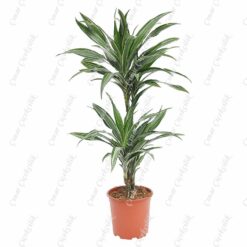 Drachenbaum Ulysses 2li Saksı Çiçeği C-SAK186