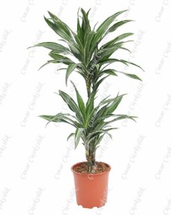 Drachenbaum Ulysses 2li Saksı Çiçeği C-SAK186