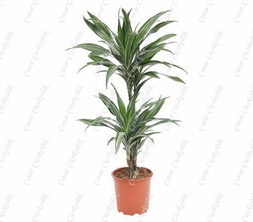 Drachenbaum Ulysses 2li Saksı Çiçeği C-SAK186
