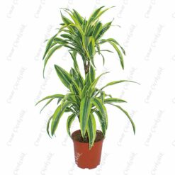 Drachenbaum Lime Drac Saksı Çiçeği C-SAK183