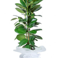 Ficus Robusta Saksı Çiçeği