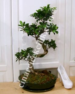 Ginseng Bonsai Ağacı (55 cm)