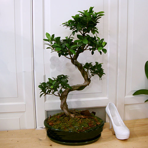 Ginseng Bonsai Ağacı (55 cm) - Görsel 2