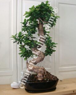 Ginseng Bonsai Ağaç (90 cm)