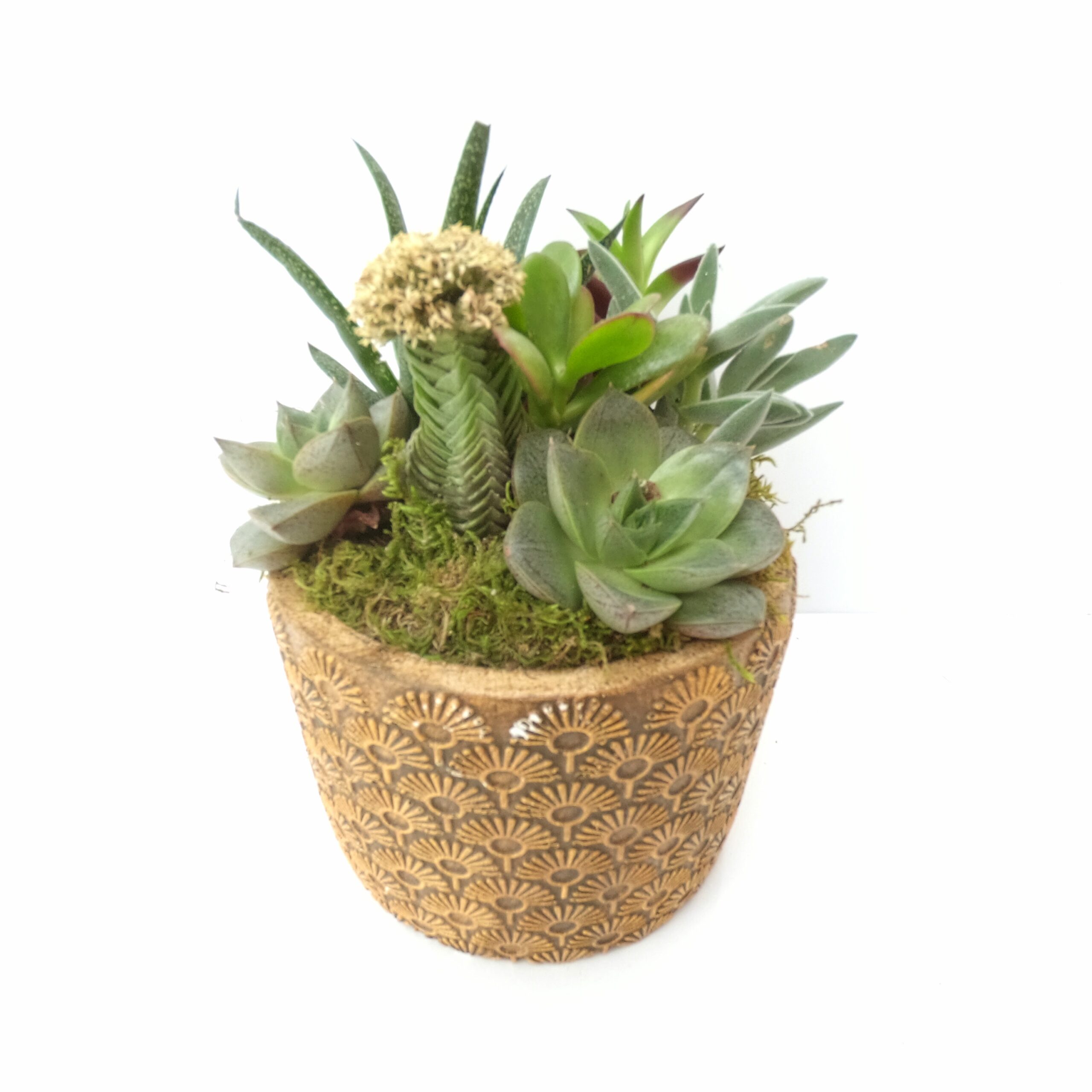 Premiere Dekoratif Sukullent - Görsel 2