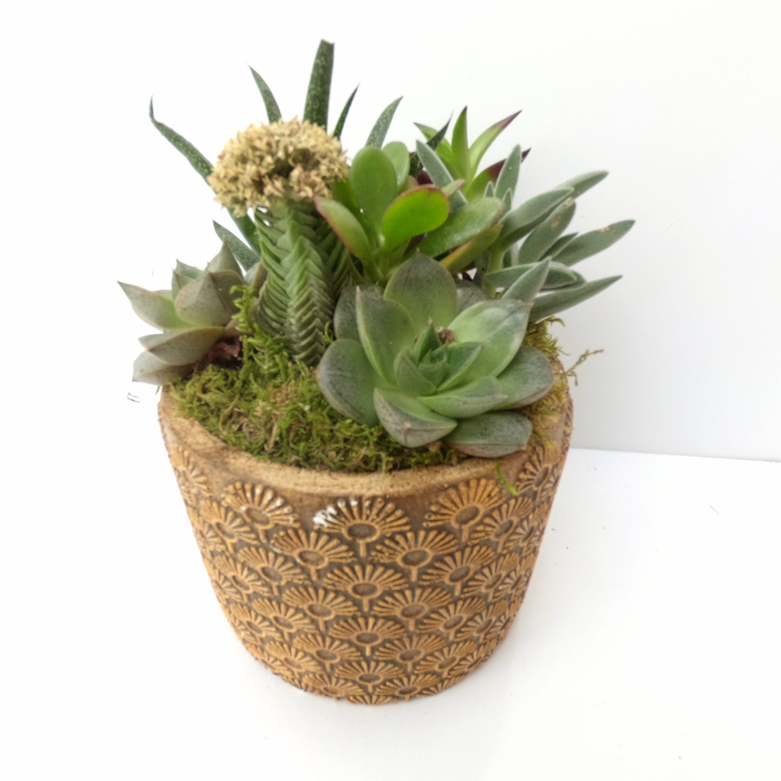 Premiere Dekoratif Sukullent - Görsel 4