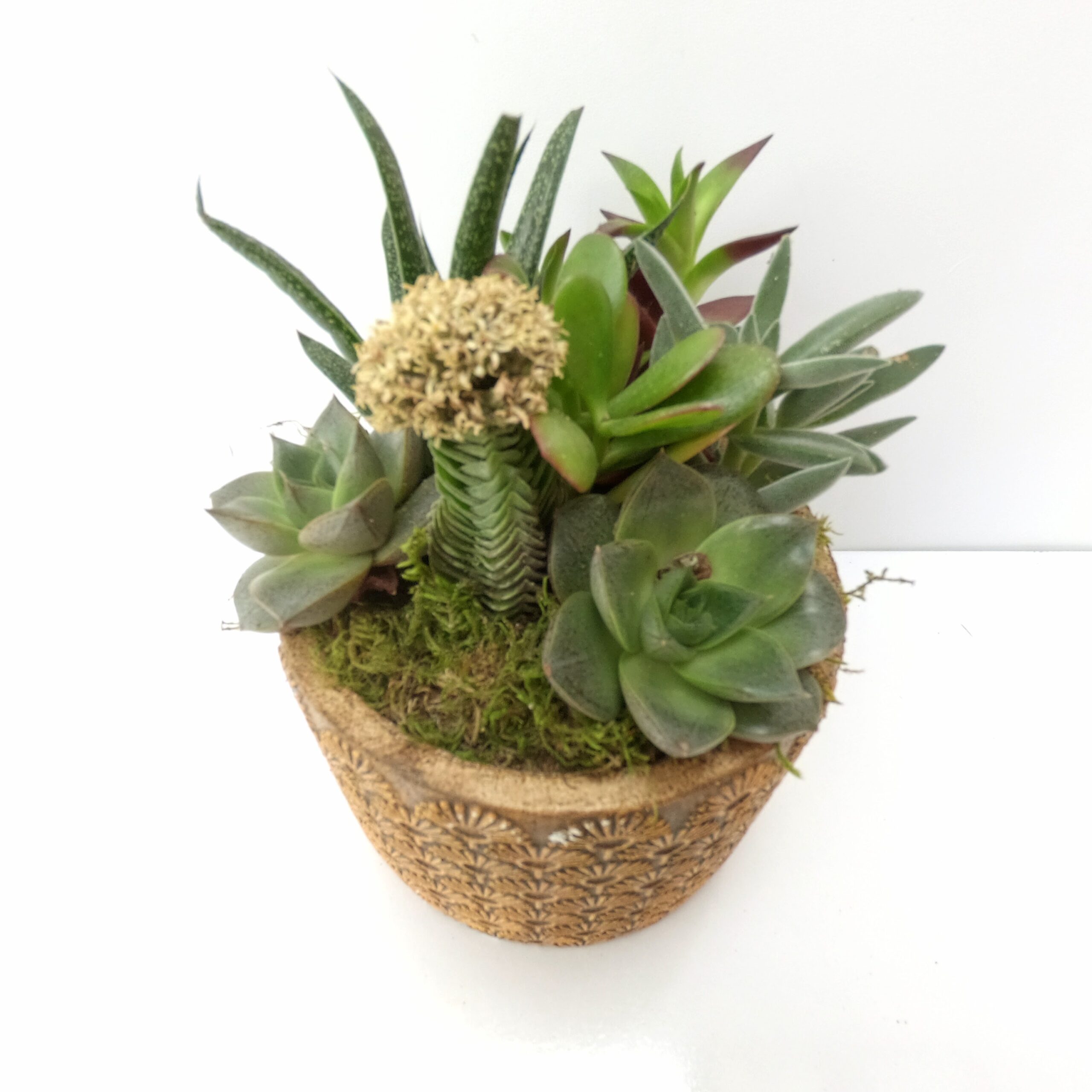 Premiere Dekoratif Sukullent - Görsel 3