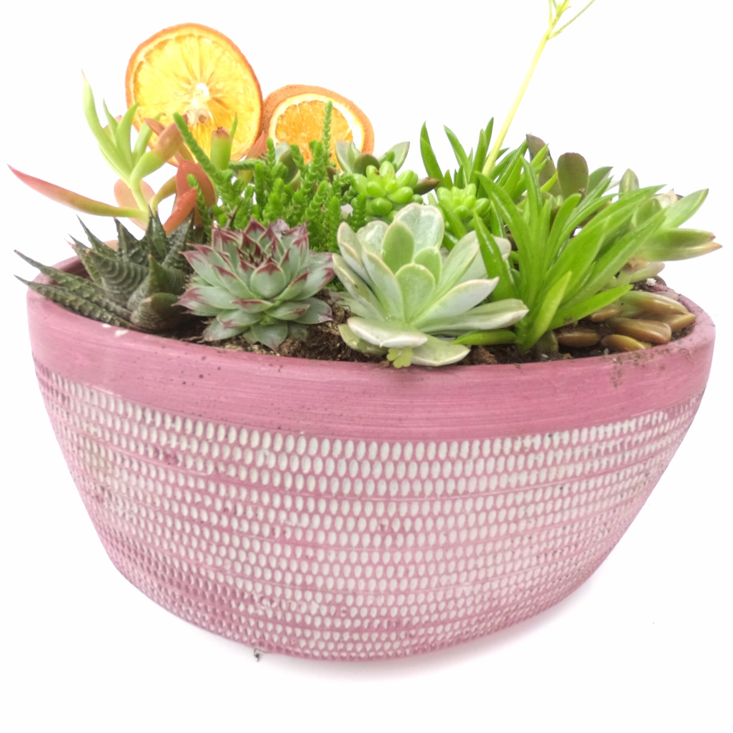 Anne İçin Özel Teraryum - Görsel 4