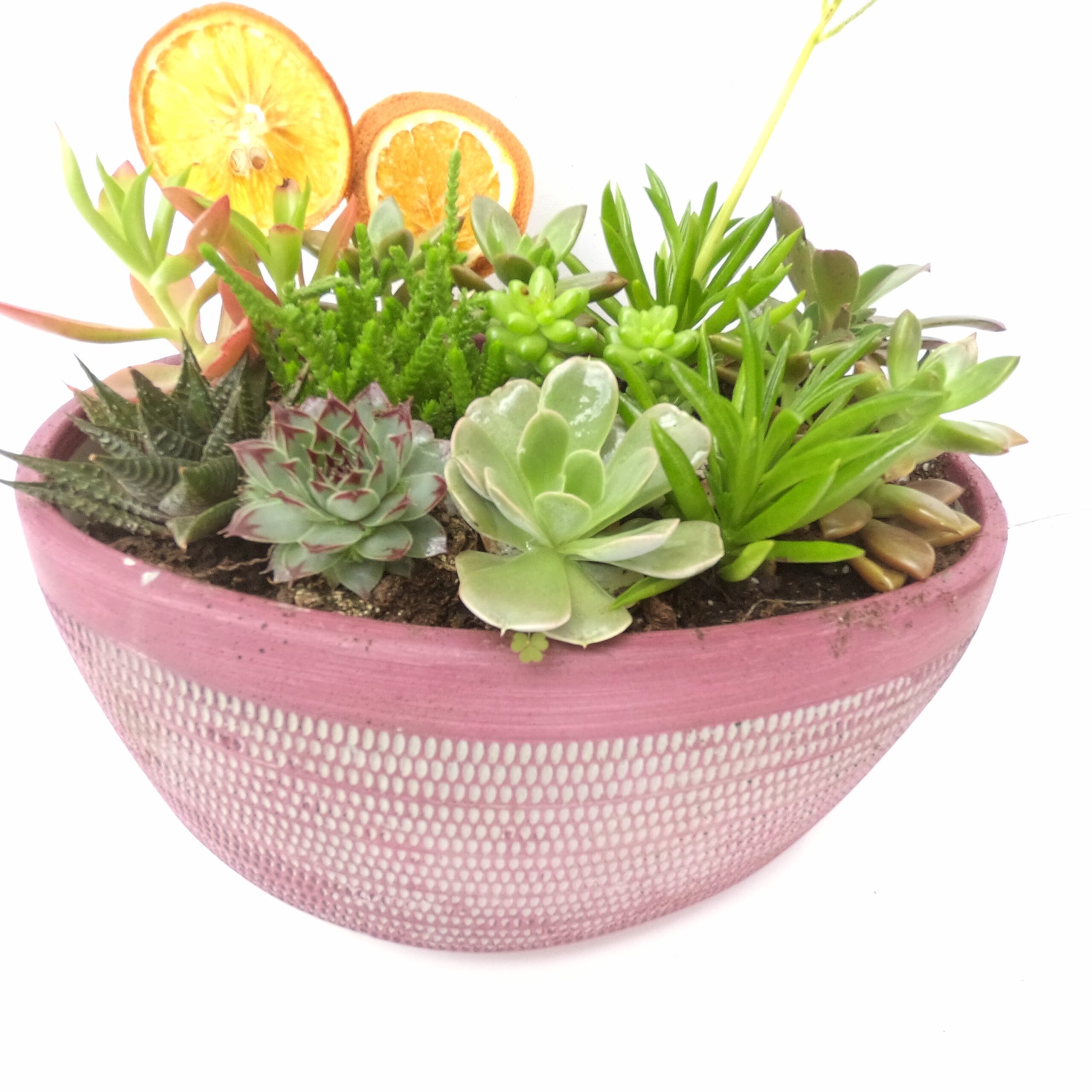 Anne İçin Özel Teraryum - Görsel 6