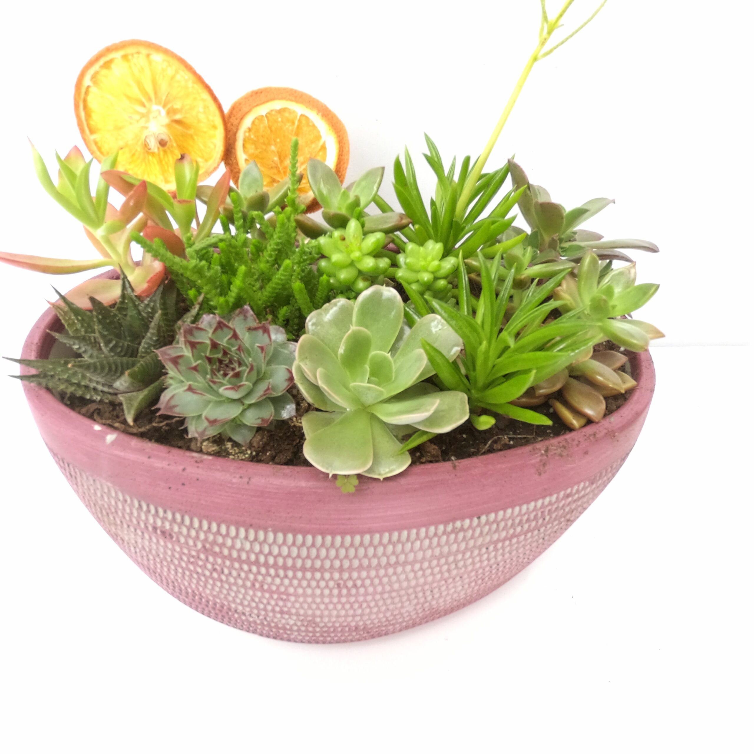 Anne İçin Özel Teraryum - Görsel 5