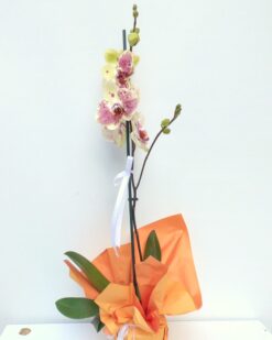 Özel İki Renk Sarı Orkide