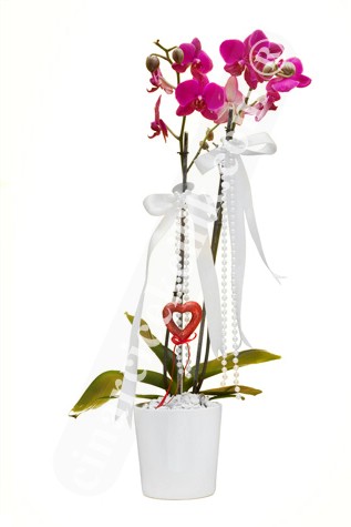 Çiftli Pembe Natürel Orkide C-OR157