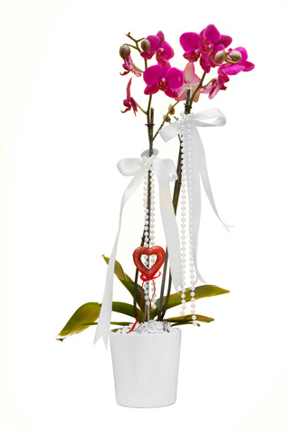 Çiftli Pembe Natürel Orkide C-OR157 - Görsel 2