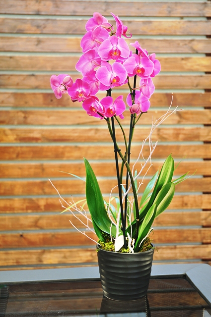 Çiftli Mor Romantik Orkide C-OR156 - Görsel 2