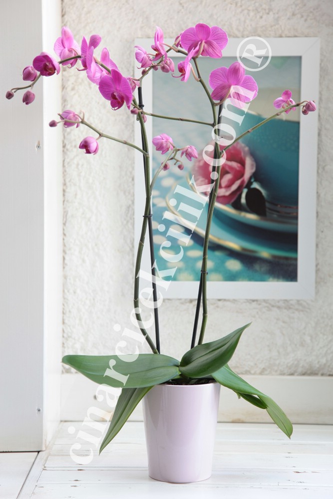 Çift Dal Pembe Sevgilime C-OR155