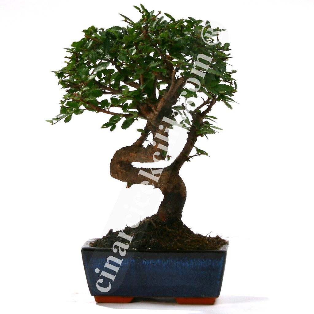 Bonsai Çin Örmesi Ağaç (Orta Boy)