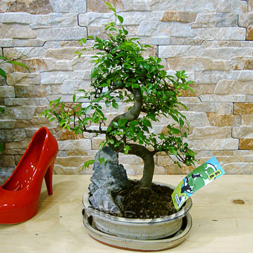 İthal Kırmızı Firesya - Görsel 2