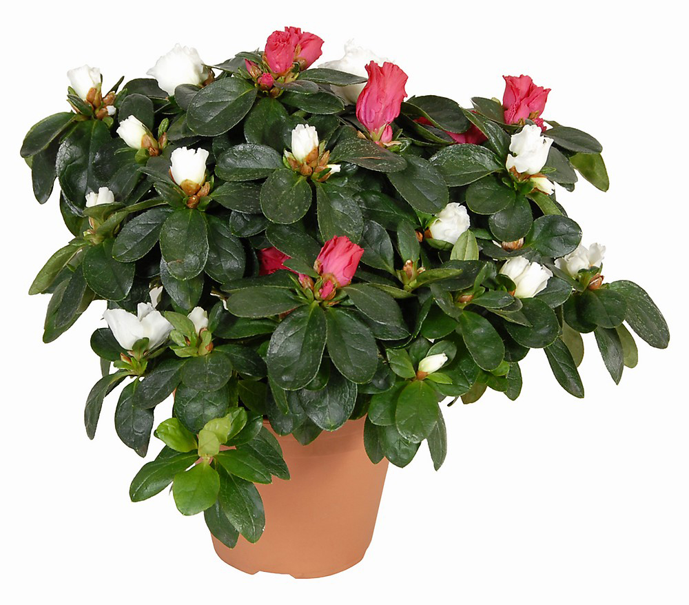 Beyaz Pembe Açelya C-SAK112 - Görsel 2