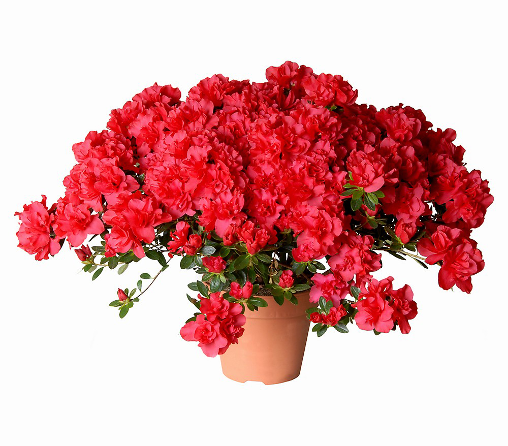 Koyu Pembe Açelya C-SAK107 - Görsel 2